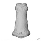 PC MER32 372 Gorilla gorilla gorilla hand phalanx fifth middle right dorsal