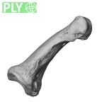 PC MER32 372 Gorilla gorilla gorilla hand phalanx fifth middle right ply