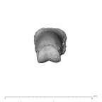 PC MER32 372 Gorilla gorilla gorilla hand phalanx fifth proximal right distal
