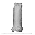 PC MER32 372 Gorilla gorilla gorilla hand phalanx fifth proximal right dorsal