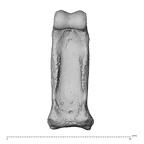 PC MER32 372 Gorilla gorilla gorilla hand phalanx fifth proximal right palmar
