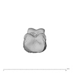 PC MER32 372 Gorilla gorilla gorilla hand phalanx fifth proximal right proximal