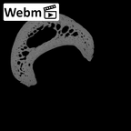 PC MER32 372 Gorilla gorilla gorilla hand phalanx fifth proximal right ct stack movie