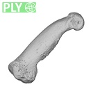 PC MER32 372 Gorilla gorilla gorilla hand phalanx fifth proximal right ply