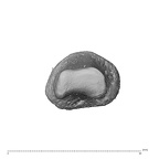 PC MER32 372 Gorilla gorilla gorilla hand phalanx first proximal right distal