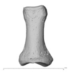 PC MER32 372 Gorilla gorilla gorilla hand phalanx first proximal right dorsal