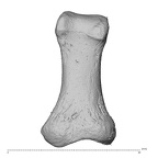 PC MER32 372 Gorilla gorilla gorilla hand phalanx first proximal right palmar