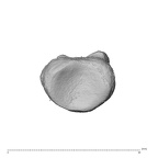 PC MER32 372 Gorilla gorilla gorilla hand phalanx first proximal right proximal