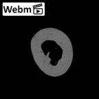 PC MER32 372 Gorilla gorilla gorilla hand phalanx first proximal right ct stack movie