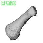 PC MER32 372 Gorilla gorilla gorilla hand phalanx first proximal right ply