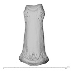 PC MER32 372 Gorilla gorilla gorilla hand phalanx fourth middle right dorsal