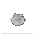 PC MER32 372 Gorilla gorilla gorilla hand phalanx fourth middle right proximal