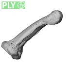 PC MER32 372 Gorilla gorilla gorilla hand phalanx fourth middle right ply