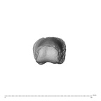 PC MER32 372 Gorilla gorilla gorilla hand phalanx fourth proximal right distal