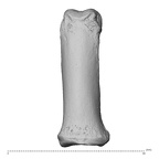 PC MER32 372 Gorilla gorilla gorilla hand phalanx fourth proximal right dorsal