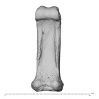 PC MER32 372 Gorilla gorilla gorilla hand phalanx fourth proximal right palmar