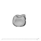 PC MER32 372 Gorilla gorilla gorilla hand phalanx fourth proximal right proximal
