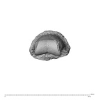 PC MER32 372 Gorilla gorilla gorilla hand phalanx second middle right distal
