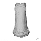 PC MER32 372 Gorilla gorilla gorilla hand phalanx second middle right dorsal