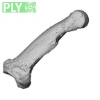 PC MER32 372 Gorilla gorilla gorilla hand phalanx second middle right ply