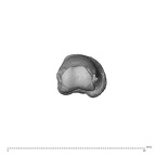 PC MER32 372 Gorilla gorilla gorilla hand phalanx second proximal right distal