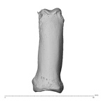 PC MER32 372 Gorilla gorilla gorilla hand phalanx second proximal right dorsal
