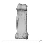 PC MER32 372 Gorilla gorilla gorilla hand phalanx second proximal right palmar