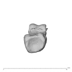 PC MER32 372 Gorilla gorilla gorilla hand phalanx second proximal right proximal
