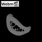 PC MER32 372 Gorilla gorilla gorilla hand phalanx second proximal right ct stack movie
