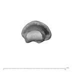 PC MER32 372 Gorilla gorilla gorilla hand phalanx third middle right distal