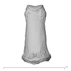 PC MER32 372 Gorilla gorilla gorilla hand phalanx third middle right dorsal
