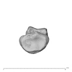 PC MER32 372 Gorilla gorilla gorilla hand phalanx third middle right proximal