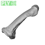 PC MER32 372 Gorilla gorilla gorilla hand phalanx third middle right ply