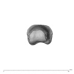 PC MER32 372 Gorilla gorilla gorilla hand phalanx third proximal right distal