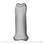 PC MER32 372 Gorilla gorilla gorilla hand phalanx third proximal right dorsal