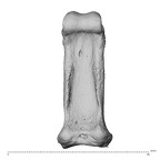 PC MER32 372 Gorilla gorilla gorilla hand phalanx third proximal right palmar