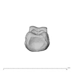 PC MER32 372 Gorilla gorilla gorilla hand phalanx third proximal right proximal