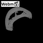 PC MER32 372 Gorilla gorilla gorilla hand phalanx third proximal right ct stack movie