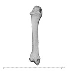 PC MER32 372 Gorilla gorilla gorilla metacarpal fifth right dorsal