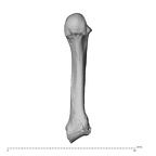 PC MER32 372 Gorilla gorilla gorilla metacarpal fifth right palmar