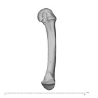 PC MER32 372 Gorilla gorilla gorilla metacarpal fifth right radial
