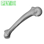 PC MER32 372 Gorilla gorilla gorilla metacarpal fifth right ply