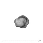 PC MER32 372 Gorilla gorilla gorilla metacarpal first right distal