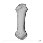 PC MER32 372 Gorilla gorilla gorilla metacarpal first right dorsal