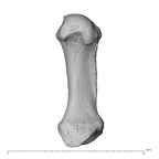 PC MER32 372 Gorilla gorilla gorilla metacarpal first right palmar