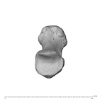 PC MER32 372 Gorilla gorilla gorilla metacarpal first right proximal
