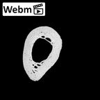 PC MER32 372 Gorilla gorilla gorilla metacarpal first right ct stack movie
