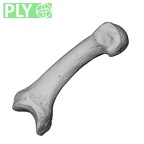 PC MER32 372 Gorilla gorilla gorilla metacarpal first right ply