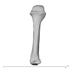 PC MER32 372 Gorilla gorilla gorilla metacarpal fourth right dorsal