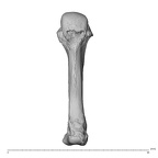 PC MER32 372 Gorilla gorilla gorilla metacarpal fourth right palmar